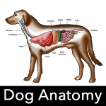 Dog Anatomy : Canine Anatomy