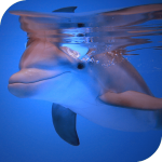 Dolphins HD Live Wallpaper