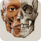 3D Anatomy for the Artist Lite