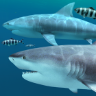 Sharks 3D – Live Wallpaper