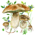 Mushrooms app