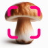 Mushroom Identification apk